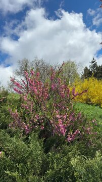 Beautiful spring nature with blloming yellow forsythia and pink prunus tenella dwarf almond shrubs, vertical video.