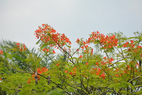 Blooming Royal Poinciana Tree with Vibrant Red Flowers