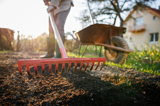 Gardener raking and leveling bed after fertilize soil with organic compost. Backyard gardening at springtime