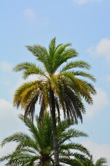 Fototapeta premium Tropical date palm tree with green and yellow leaves under blue sky