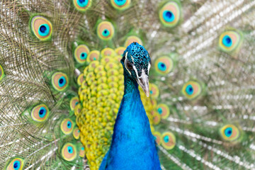 Paw w ogrodzie zoologicznym © anix