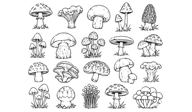Elegant Vector Mushroom Illustrations Set for Designers & Nature Lovers