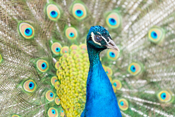 Paw w ogrodzie zoologicznym © anix