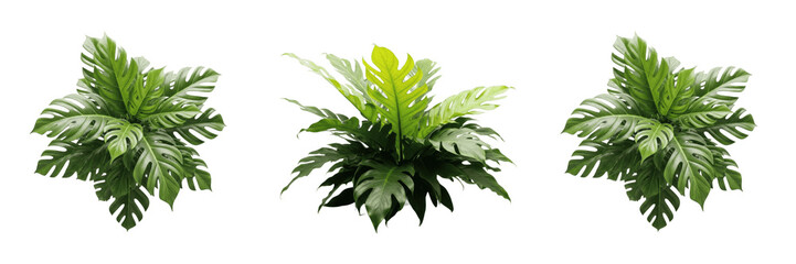Obraz premium Lush Green Fern Plant Foliage Isolated Transparent PNG Set