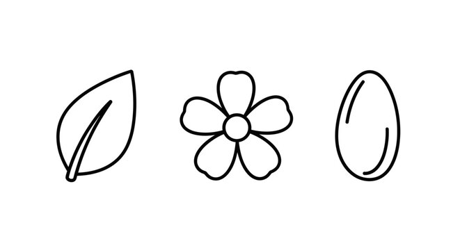 Simple line drawings of leaf flower seed.