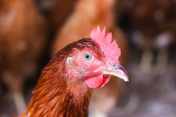 Close up of brown chicken in chicken farm © maybeiii