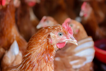 Close up of brown chicken in chicken farm © maybeiii
