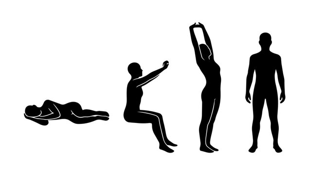 Human pose sequence showing standing sitting and stretching illustrated in clean silhouette line illustration style for posture study movement analysis and body behavior reference