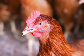 Close up of brown chicken in chicken farm © maybeiii