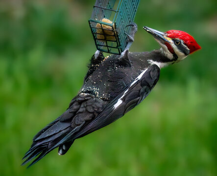 An American pileated woodpecker hangs from the suet feeder while enjoying a meal