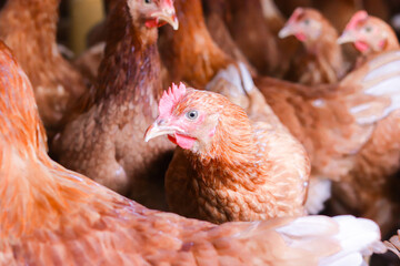 Close up of brown chicken in chicken farm © maybeiii
