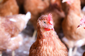 Close up of brown chicken in chicken farm © maybeiii