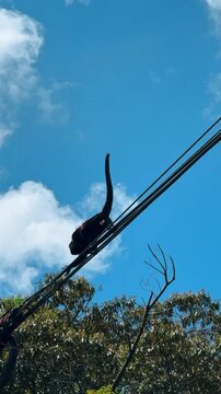 Monkey climbs by the wires moving carefully. Low angle view. Wildlife of Costa Rica. Vertical video.