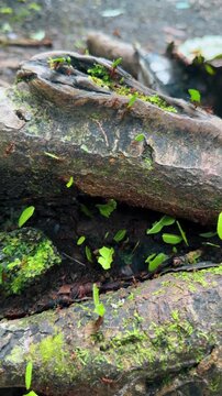 Hard-working ants crawling quickly by the wood. Little insects carrying the pieces of leaves. Vertical video.
