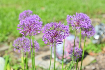 Fototapeta premium Purple Allium Flower Blooms