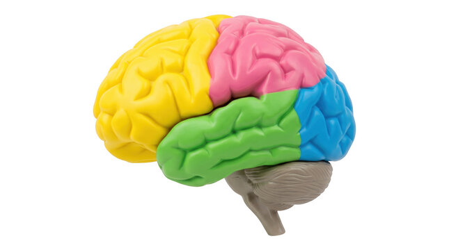 Colorful model of human brain with four lobes identified cerebral cortex frontal lobe parietal lobe temporal lobe occipital lobe