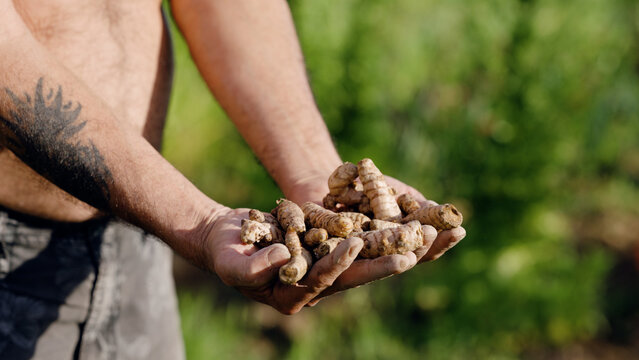 Man's hands showing freshly harvested turmeric rhizomes from an urban garden, promoting healthy natural agriculture