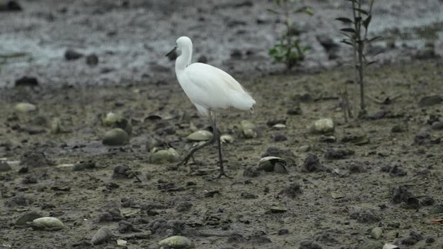 Little Egret Walking on Muddy Shore in Batam, Riau Islands, 4K Footage