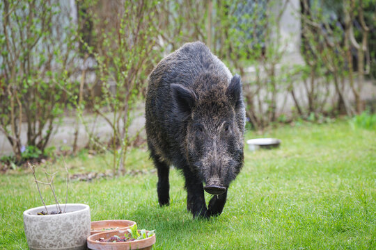 Wild Boar in City Environment &ndash; Human-Wildlife Conflict Concept. Wild Boar Spotted in Residential Area, Increasing Urban Wildlife Presence