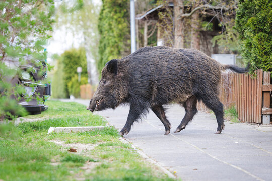 Wild Boar in City Environment &ndash; Human-Wildlife Conflict Concept. Wild Boar Spotted in Residential Area, Increasing Urban Wildlife Presence