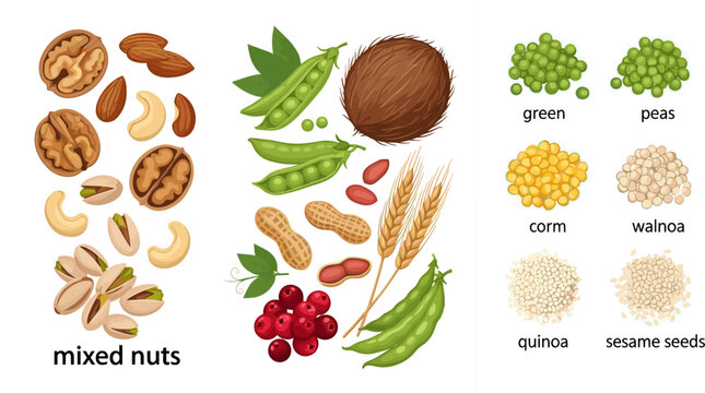 Mixed Nuts Seeds and Legumes Collection Set with Walnut Cashew Pistachio Peanut Coconut Pea Corn Quinoa for Food Design