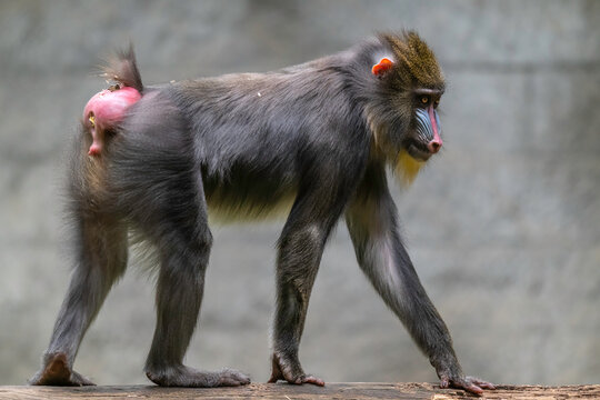 A mandrill 