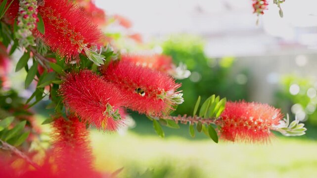 Close-up of bumblebee pollinating red bottlebrush flower in sunlight, natural garden scene 4K