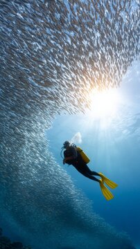 Sunlight penetrating deep ocean waters. Scuba diver gliding near massive fish school. Vibrant marine environment revealing underwater world's mesmerizing beauty
