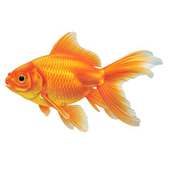 Fototapeta premium Bright orange goldfish isolated on a clean white background showing a vibrant aquatic pet in clear detail