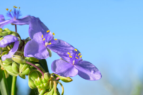 Prairie Spiderwort with its beautiful violet petals and yellow anthers, against blue sky