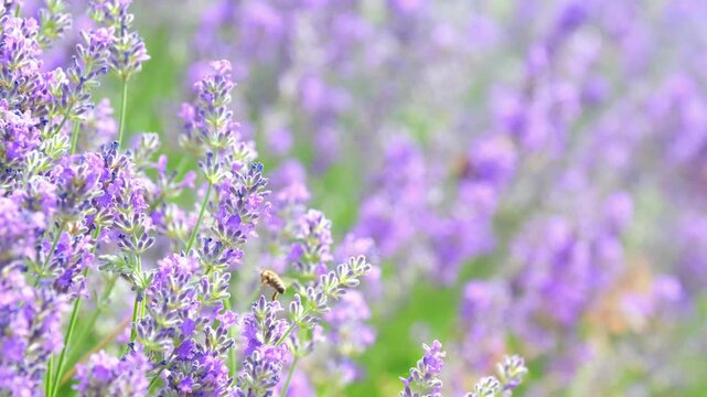Spring lavender flowers under sunlight. Bees and butterflies fly around and pollinate flowers. Beautiful nature landscape with panoramic views. Hi spring.
