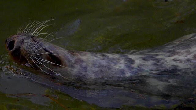 sea lion in the water