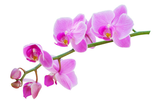 Branch of pink orchid flower isolated on transparent background