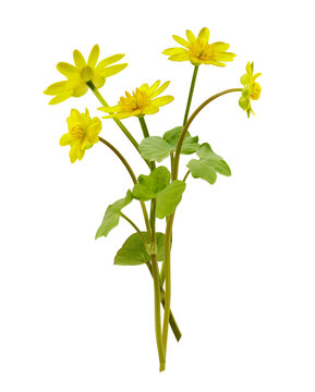 Close up of bouquet of spring yellow lesser celandine flowers isolated on transparent background. Ficaria verna