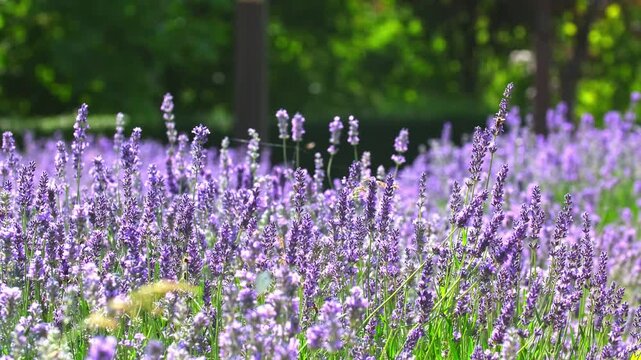 Spring lavender flowers under sunlight. Bees and butterflies fly around and pollinate flowers. Beautiful nature landscape with panoramic views. Hi spring.