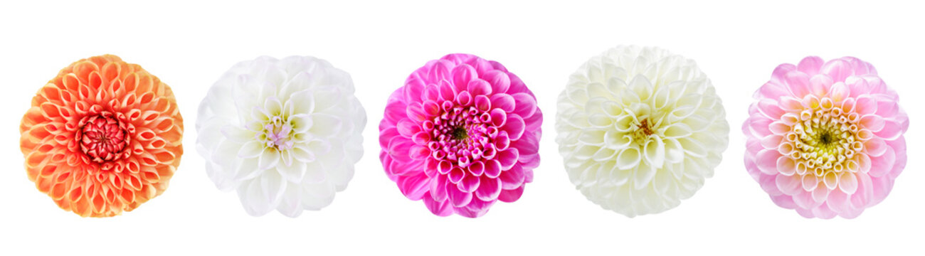 set of colorful dahlia flowers isolated on transparent background, top view