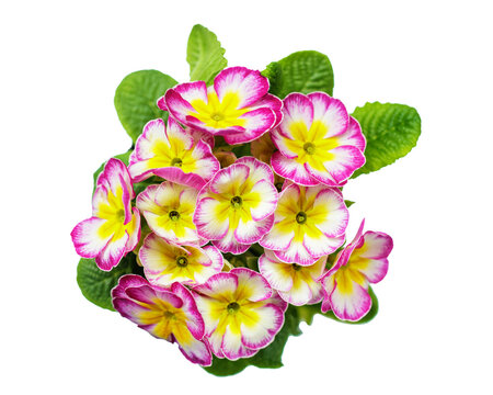 close up of colorful primula flowers bush isolated on transparent background, top view