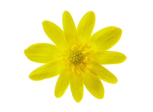 Close up of spring yellow lesser celandine flower isolated on transparent background, top view. Ficaria verna