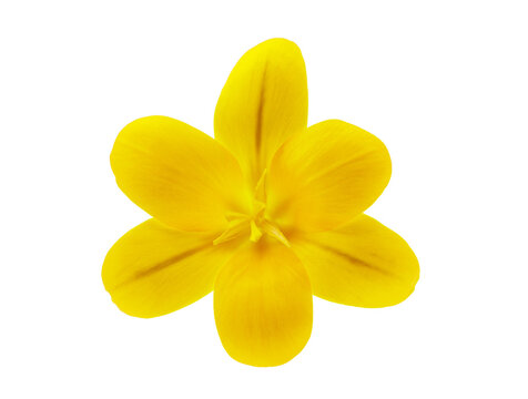 Close up of crocus flower isolated on transparent background, top view