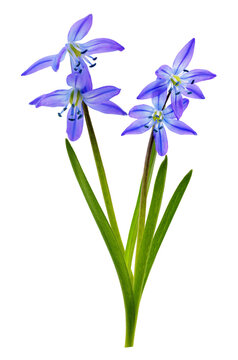 Close up of blue scilla flowers isolated on transparent background, scilla siberica