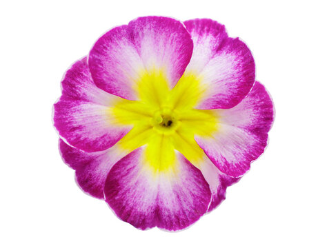 close up of colorful primula flower isolated on transparent background, top view
