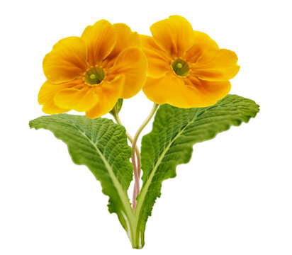 colorful primula flowers isolated on transparent background