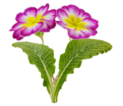 colorful primula flowers isolated on transparent background