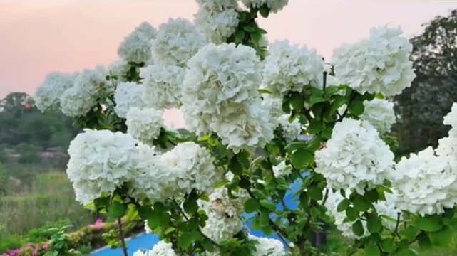 Actual close-up footage of white hydrangeas