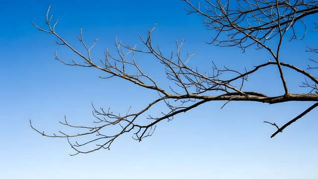 A bare tree branch extends across a clear blue sky, showcasing the stark beauty of winter's embrace and the subtle textures of nature's dormant season