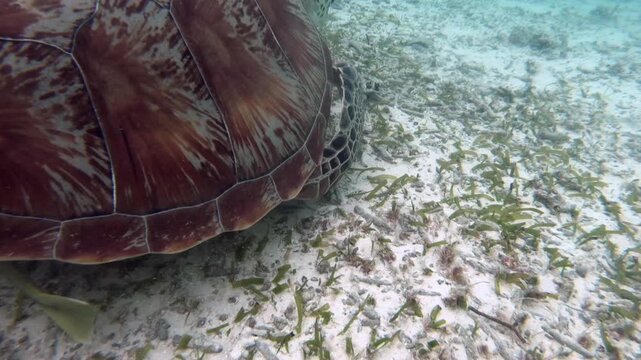 The green sea turtle (Chelonia mydas) with cleane fish is greazing on seagrass. Green sea turtles have a variety of parasites including barnacles, leeches, protozoans, cestodes, and nematodes.

