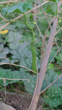 Fresh green Ridge Gourd or Turai hanging on a vine in a farm