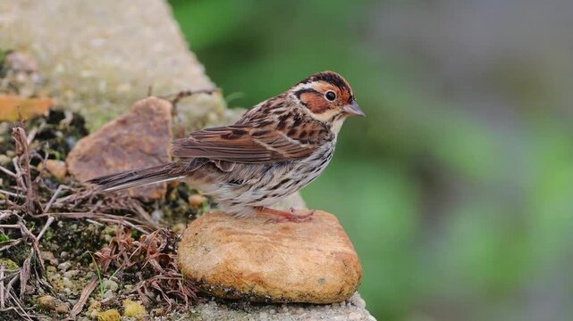 Little bunting emberiza pusilla preening and flying from stone