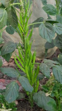 Fresh green Cluster Beans or Guar Phali growing on a plant in the field