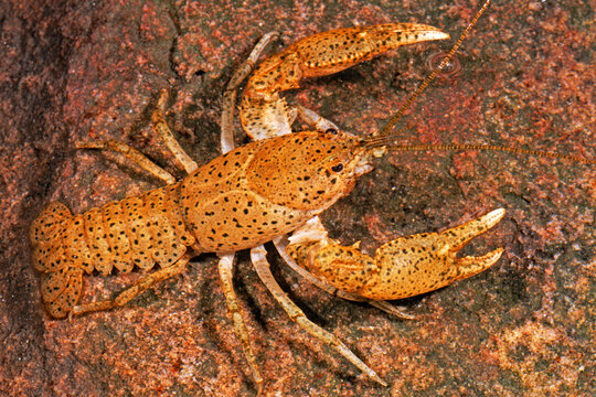 Freckled crayfish, Cambarus maculatus